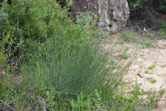 Psoralea glaucescens