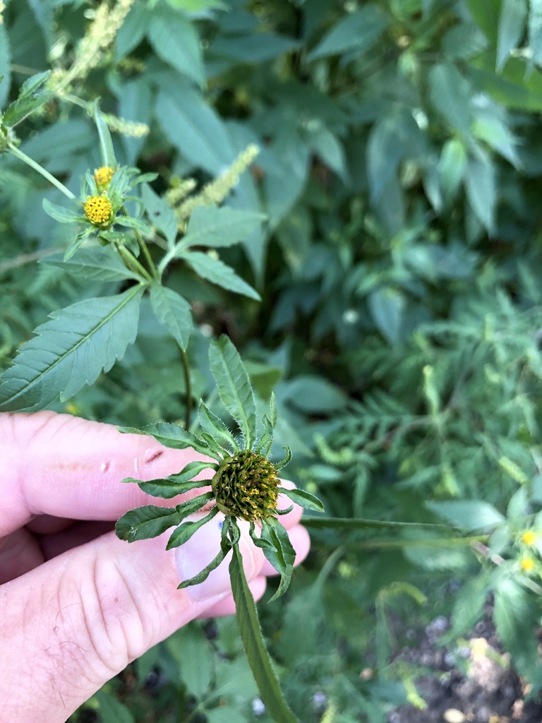 Tall Beggarticks in August 2021 by bmiller001 · iNaturalist