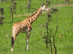 Giraffa camelopardalis rothschildi