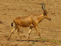 Alcelaphus buselaphus lelwel