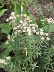 Pycnanthemum virginianum