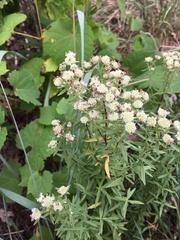 Pycnanthemum virginianum