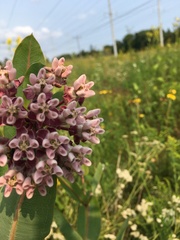 Asclepias syriaca