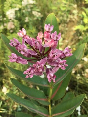 Asclepias syriaca
