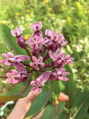 Asclepias syriaca
