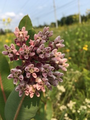 Asclepias syriaca