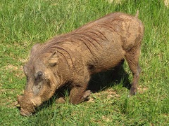 Phacochoerus africanus