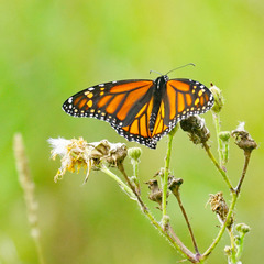 Danaus plexippus