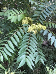 Ailanthus altissima