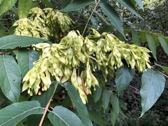 Ailanthus altissima