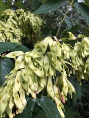 Ailanthus altissima