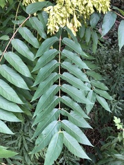 Ailanthus altissima