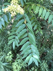 Ailanthus altissima
