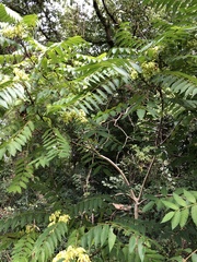Ailanthus altissima