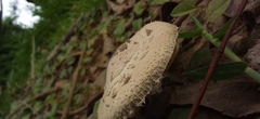 Chlorophyllum molybdites