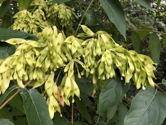 Ailanthus altissima