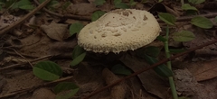 Chlorophyllum molybdites