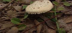 Chlorophyllum molybdites