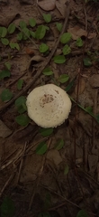 Chlorophyllum molybdites
