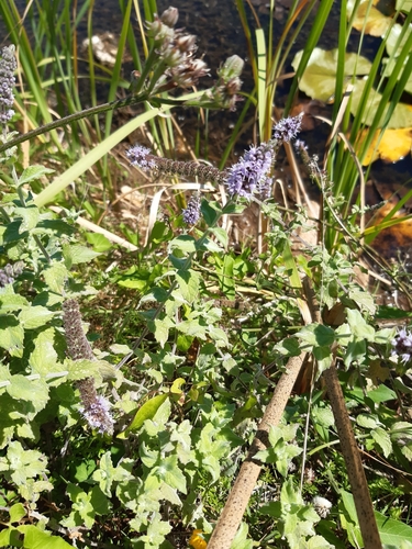 Klasasta metvica (Mentha spicata)