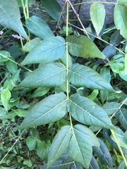 Ailanthus altissima