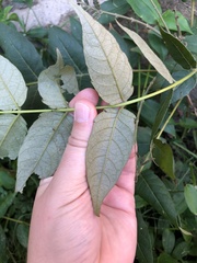 Ailanthus altissima