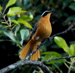 Cossypha heuglini heuglini