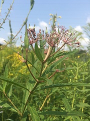 Asclepias incarnata