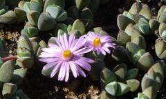 Braunsia maximilianii