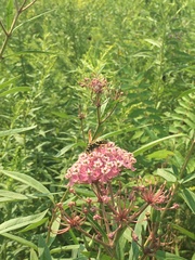 Asclepias incarnata