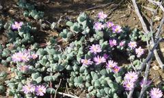Braunsia maximilianii
