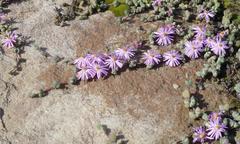 Braunsia maximilianii