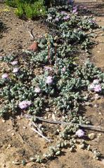 Braunsia maximilianii