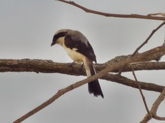 Lanius excubitoroides