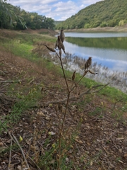 Silene noctiflora
