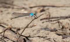 Argia apicalis