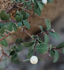 Symphoricarpos rotundifolius parishii