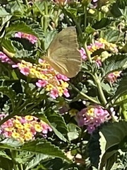 Phoebis agarithe fisheri