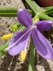 Carlowrightia linearifolia