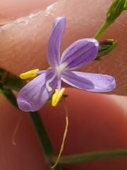 Carlowrightia linearifolia