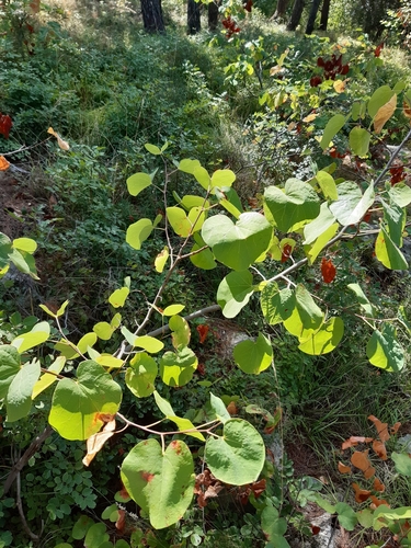 judášovec strukový (Cercis siliquastrum)