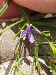 Carlowrightia linearifolia