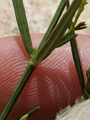 Carlowrightia linearifolia