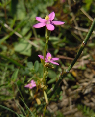 Centaurium littorale uliginosum