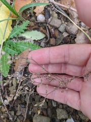 Arenaria leptoclados