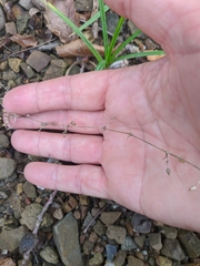 Arenaria leptoclados