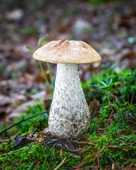 Leccinellum pseudoscabrum