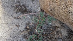 Symphoricarpos rotundifolius parishii