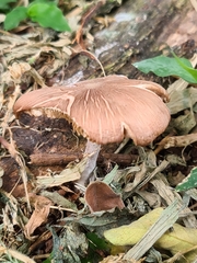 Fungi