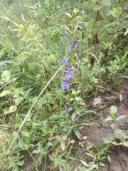 Lobelia gruina